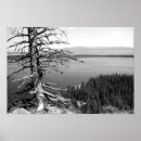 Recherche de arbre nu posters Destinations de voyage