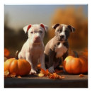 Suche nach pitbulls poster Welpe