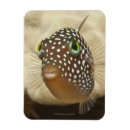 Recherche de fragilité magnets Jour