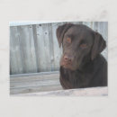 Suche nach niedliche schokolade postkarten Hund