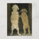 Suche nach zwei hunde postkarten Im freien