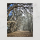 Recherche de cypress tree cartes postales Californie