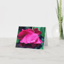 Suche nach rote rose kleine grußkarten Natur