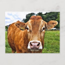 Recherche de cute cow posters Animaux de ferme