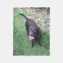 Suche nach schokoladen labrador decken Niedlich