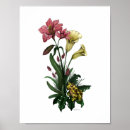 Suche nach tropischer frosch poster Blume