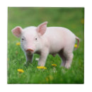 Suche nach rosa schwein fliesen Ferkel