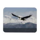 Suche nach flug magnete David northcott