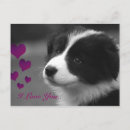 Recherche de de border collie cartes postales Bordure