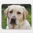 Recherche de labrador jaune tapis souris Chiot