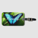 Recherche de papillon bleu de morpho Animal