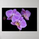 Recherche de rose et bourgeon de rose posters Floral