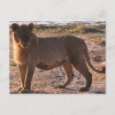Suche nach könig des dschungels postkarten Tierwelt