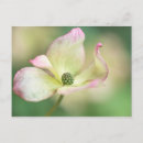 Recherche de cornus cartes postales Fleur