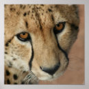 Suche nach gepard druck poster Große katze