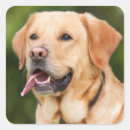 Recherche de yellow dog autocollants Animal