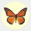 Recherche de papillon orange autocollants Insecte