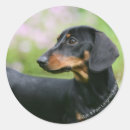 Suche nach hunde fotograf aufkleber Langrishphotocanin