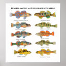 Suche nach süßwasser poster Bass