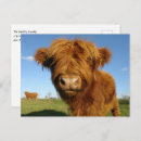 Recherche de scottish highland cartes postales Animal