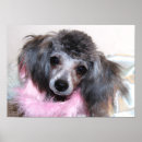 Recherche de de caniche déco Rose