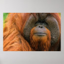 Recherche de orang outan posters Pongo pygmaeus