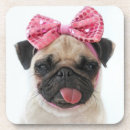 Recherche de pug bar Animal