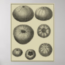 Suche nach meereswelt poster Konch