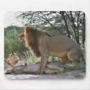 Suche nach löwe afrika mousepads Horizontal