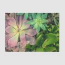 Recherche de amoureux succulent Rustique