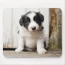 Recherche de chiot border collie tapis souris Chien