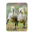 Recherche de canadien magnets Oiseau