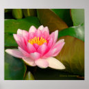 Suche nach lily pad poster Blumenreich