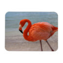 Recherche de plage des caraïbes magnets Aruba