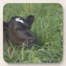 Suche nach weide untersetzer Bauernhof