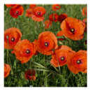 Suche nach papaver poster Rot