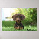 Recherche de dachshund posters Doggy