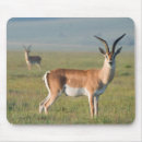 Recherche de gazelle tapis souris Animal
