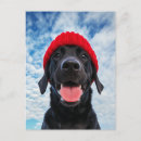 Suche nach happy labrador postkarten Niedlicher hund
