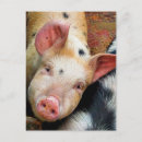 Recherche de humorous cartes postales Animals