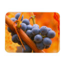 Recherche de vignoble magnets États unis