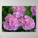 Suche nach hortensia poster Hortensie