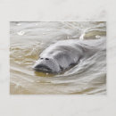 Recherche de lamérique posters Manat de floride