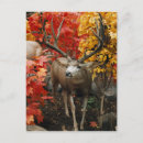 Suche nach whitetail postkarten Buckel
