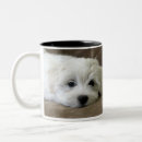 Recherche de de bichon tasses Animaux familiers