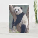 Suche nach niedliche panda karten Schlafend