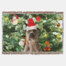 Suche nach pitbull decken Weihnachten
