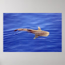 Recherche de requin baleine posters Poisson