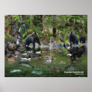 Suche nach alaska adler poster Vögel