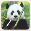 Recherche de pandas mignons dessous de verres Photographie animale
